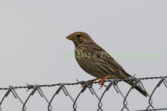 Bunting, Corn 03