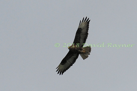 Buzzard, Common 02