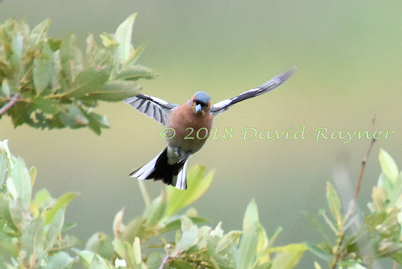 Chaffinch 01