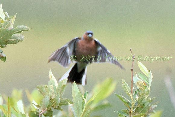 Chaffinch 02