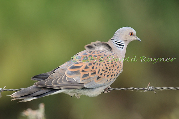 Dove, Turtle 01