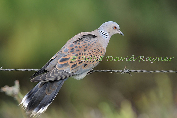 Dove, Turtle 03