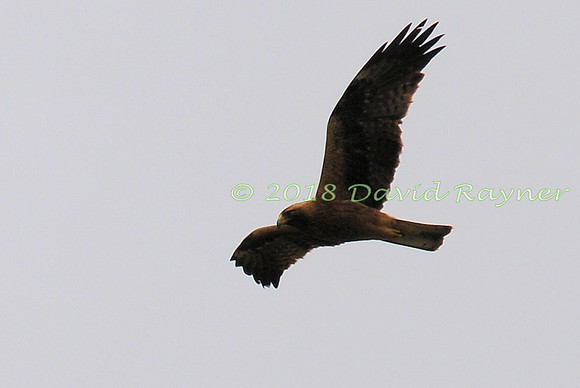 Eagle, Booted 01