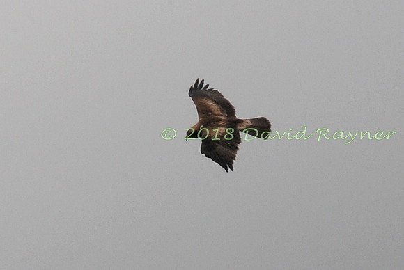 Eagle, Booted 02