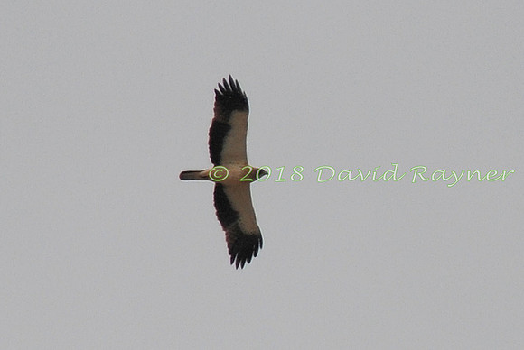 Eagle, Booted 03