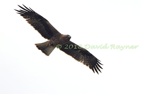 Eagle, Booted 04