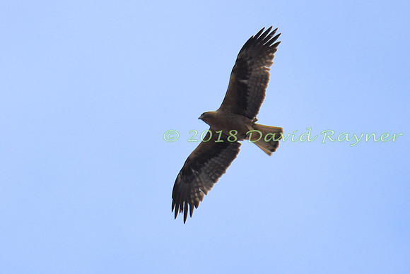 Eagle, Booted 06