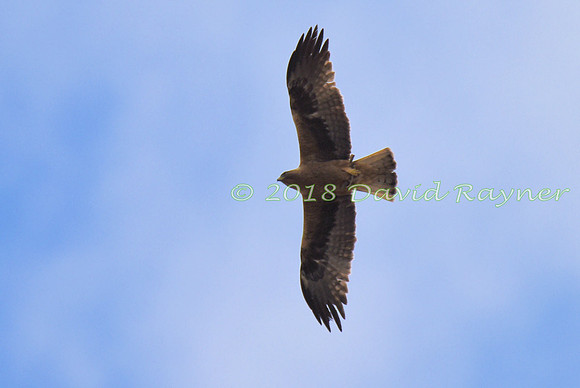Eagle, Booted 07