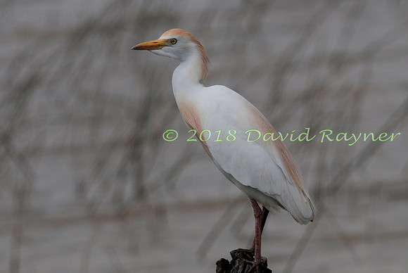 Egret, Cattle 01
