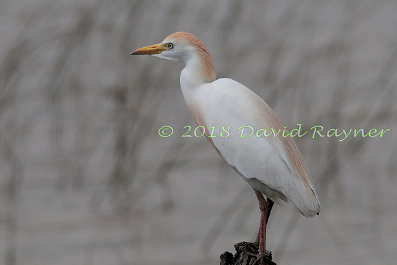 Egret, Cattle 02