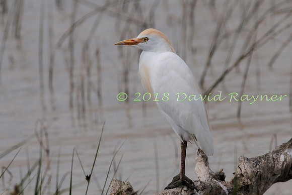 Egret, Cattle 03
