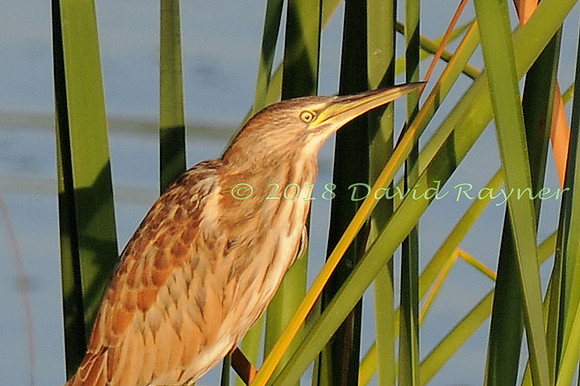 Bittern, Little [j]