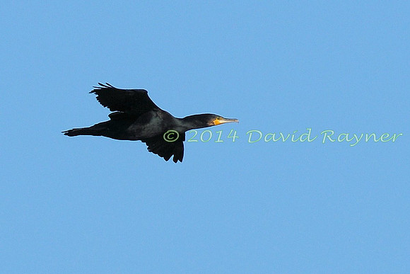 Cormorant 1