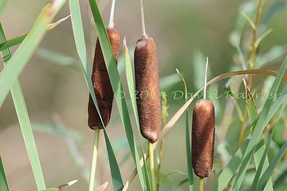 Bulrush
