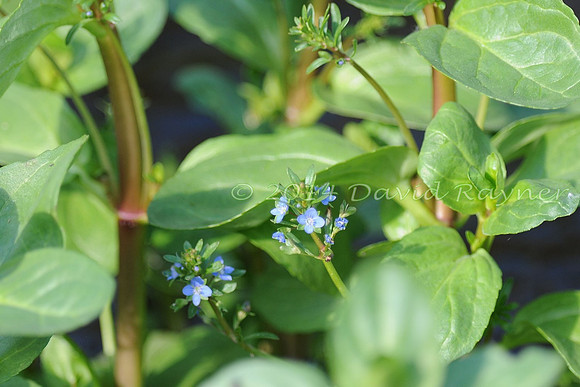 Brooklime