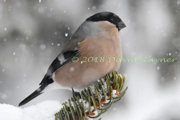 Bullfinch 01