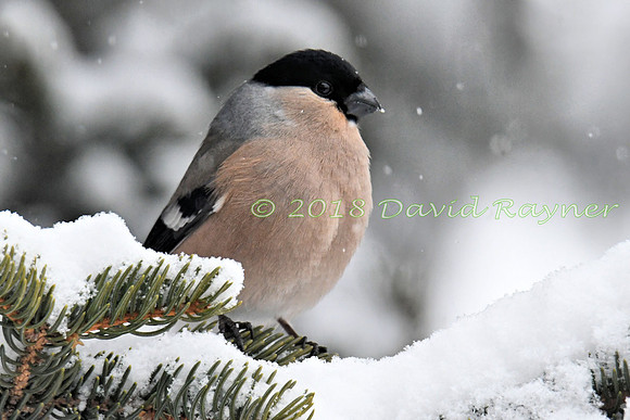 Bullfinch 04