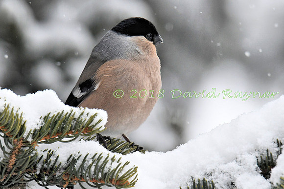 Bullfinch 05