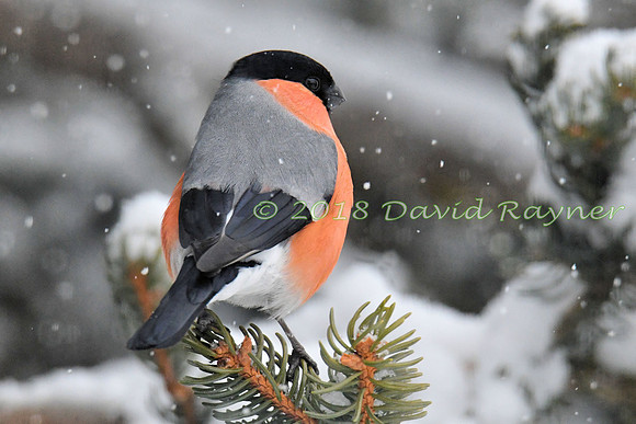 Bullfinch 06