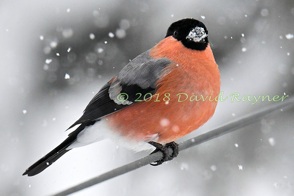 Bullfinch 07