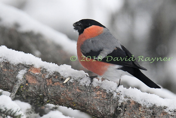 Bullfinch 03