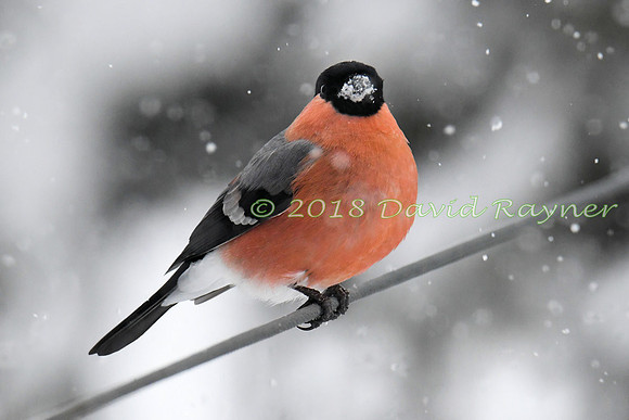 Bullfinch 08