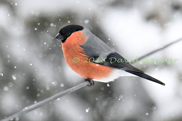 Bullfinch 09
