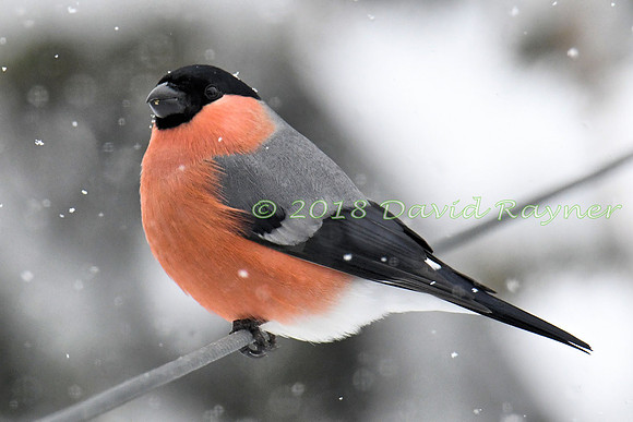 Bullfinch 10