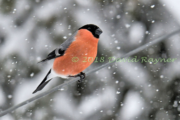 Bullfinch 11