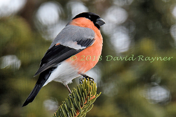 Bullfinch 12