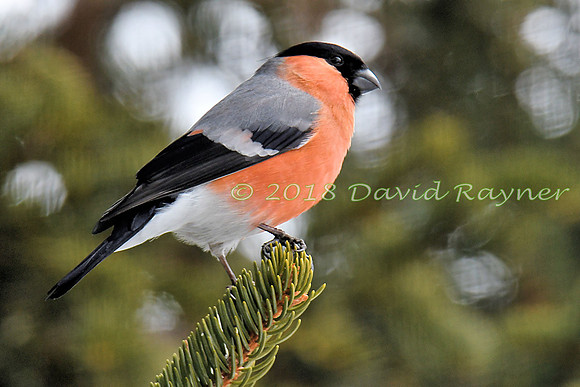 Bullfinch 13