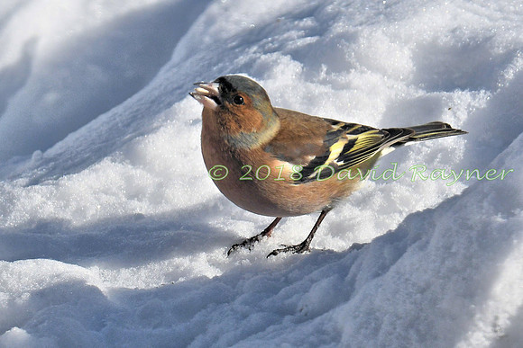 Chaffinch 03