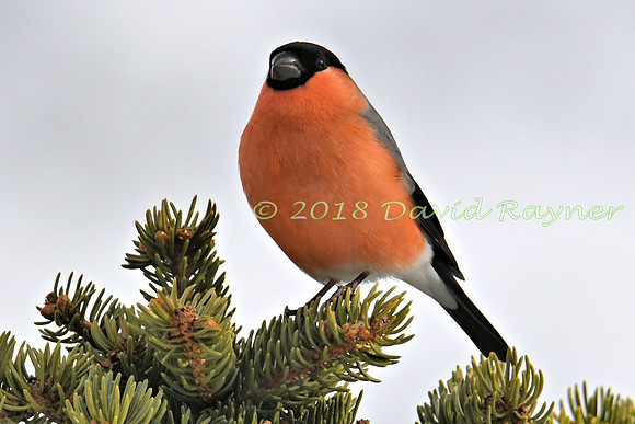 Bullfinch 14