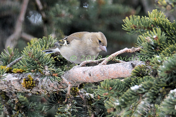 Chaffinch 01