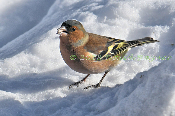 Chaffinch 02