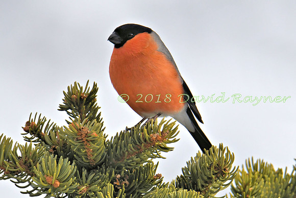 Bullfinch 15