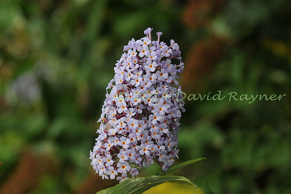 Butterfly-bush