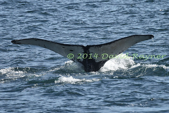 Humpback Whale (18)