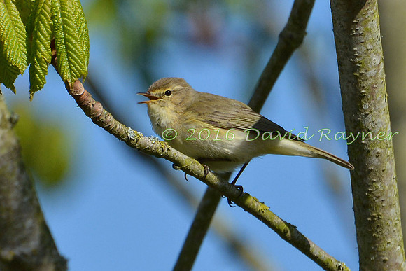 Chiffchaff 03