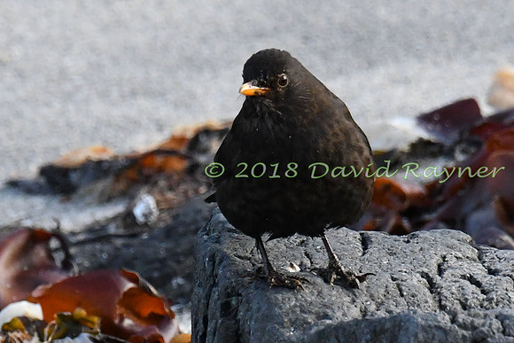 Blackbird 02x