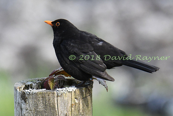 Blackbird 03x