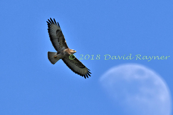 Buzzard, Common 04x