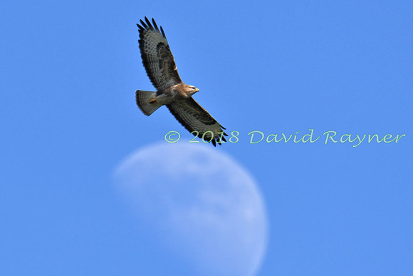 Buzzard, Common 05x