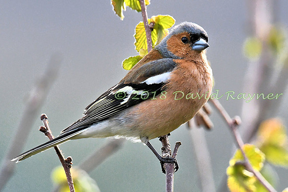 Chaffinch 04x