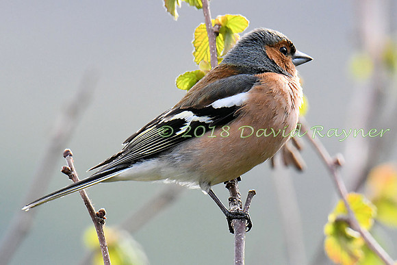 Chaffinch 03x