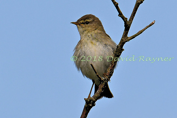 Chiffchaff 01x