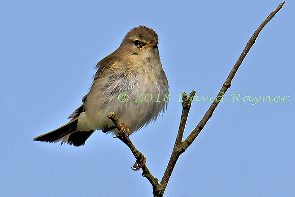 Chiffchaff 02x
