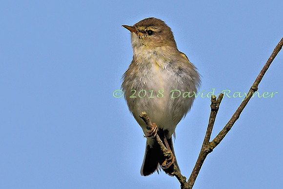 Chiffchaff 03x