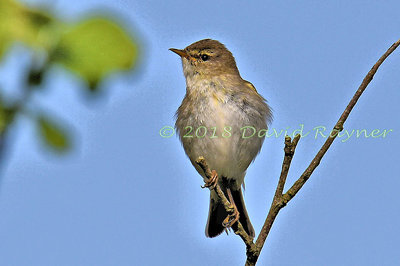 Chiffchaff 04x