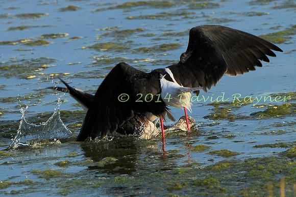 Black-winged Stilt.a3